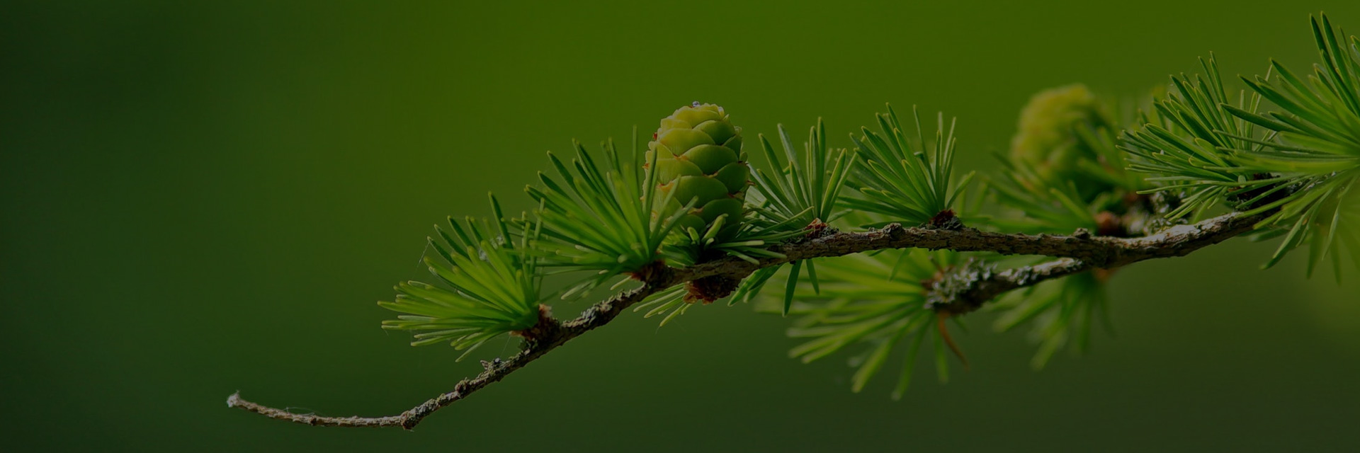 Salon PRIMEVERE, Bio LYON, Halle Tony Garnier du 20, 21, 22 février 2026